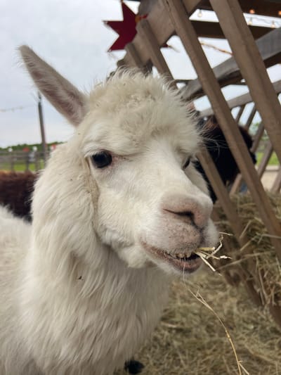 The image shows a close-up of a white alpaca eating hay. The alpaca is positioned in front of a pile of hay and under a wooden structure. The location is Tavrichanka, Russia.