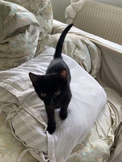 A small, black kitten with yellow eyes stands on a white pillow, its tail raised and curved. The kitten is positioned in the center of the frame, facing the camera. The pillow is on top of a piece of furniture upholstered with a light-colored fabric featuring a floral pattern in muted blue and peach tones. The background consists of more of this upholstered furniture and a white radiator near a window covered by sheer white curtains. The scene appears to be indoors, likely in a residential setting in Meshcherskoye, Russia.