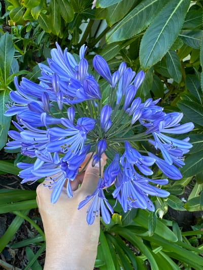 An overhead shot shows a hand holding a cluster of bright blue Agapanthus flowers against a backdrop of green leaves. The flowers are composed of many trumpet-shaped petals, with delicate stamens visible in the center of some. The hand, with its skin tone indicating an adult, is positioned to support the floral arrangement. The surrounding foliage is lush and verdant, suggesting an outdoor garden setting. The image is taken in the city of San Mateo, United States of America.