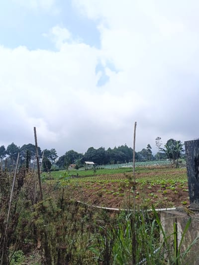 The scene depicts an agricultural landscape under an overcast sky in the city of Nam Sa Lat, Myanmar. The upper third of the frame shows a light blue sky predominantly covered by white and gray clouds. A dense, dark green treeline forms the horizon, extending across the entire background, consisting of conifer-like trees on the left and various broad-leaf trees, including several banana trees, on the right.
In the midground, cultivated fields are arranged, with the closest field displaying rows of small, green, leafy crops in dark brown soil. A greener, more densely planted field is visible further back. Two small structures are present within the treeline: a light-colored building with a visible white roof located on the left side, and a darker, smaller structure partially obscured further to its left.
The immediate foreground is characterized by dense, wild vegetation, including tall green grasses, dried brown plants, and numerous plants with visible seed heads. Two upright wooden or bamboo stakes are prominent in the left and center-right foreground, extending from the bottom upwards. A white PVC pipe, likely for irrigation, runs horizontally across the lower mid-ground. On the far right, a dark, weathered concrete or stone structure is partially visible. No individuals, specific actions, or direct interactions are present within the frame.