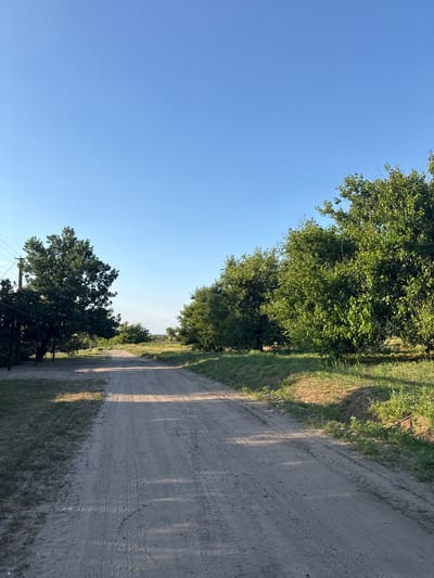 A dirt road stretches into the distance, flanked by lush green trees and a clear blue sky. On the left side of the road, a large, mature tree stands prominently near a wooden structure, partially obscured by a utility pole with overhead wires. The road shows tire tracks, indicating recent vehicle activity. The ground along the road is covered in dry grass and some patches of bare earth. The scene appears to be set in Shulhynka, Ukraine, during daylight hours, with the sun casting distinct shadows across the road.