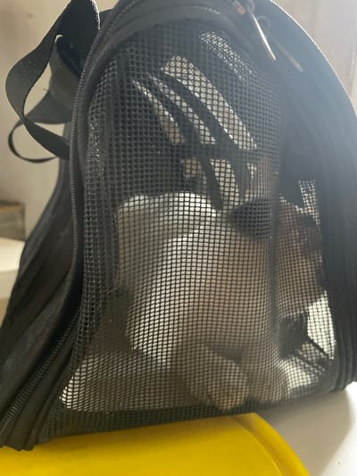 The image shows a black mesh pet carrier bag, possibly in a home environment. Through the mesh, a light-colored object, likely a small animal, is visible. The carrier is placed on a surface that appears to be a light-colored table, with a yellow object partially visible in the foreground. The background is out of focus but suggests an indoor setting. There are no discernible landmarks or context clues to identify the location as Davao City, Philippines.