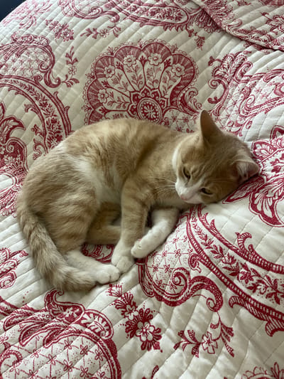 A ginger and white cat is curled up on a white quilted bedspread with a red paisley pattern. The cat is resting its head on its paws and appears to be sleeping. The image does not provide any information about its location in the city of Pokoinoe, Russia.