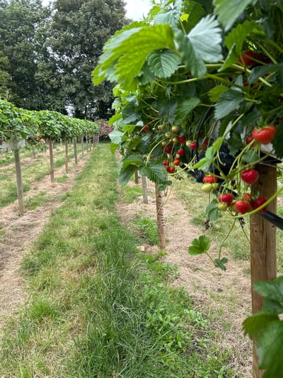 The image depicts rows of strawberry plants in a field, with ripe strawberries visible on the plants. The plants are supported by wooden posts, and the ground between the rows is covered with grass and straw. In the background, there are trees and a glimpse of pink flowers. The scene appears to be a strawberry farm. The location is identified as Tewkesbury, United Kingdom. There are no people or animals present in the image. The environment is outdoors, with natural lighting.