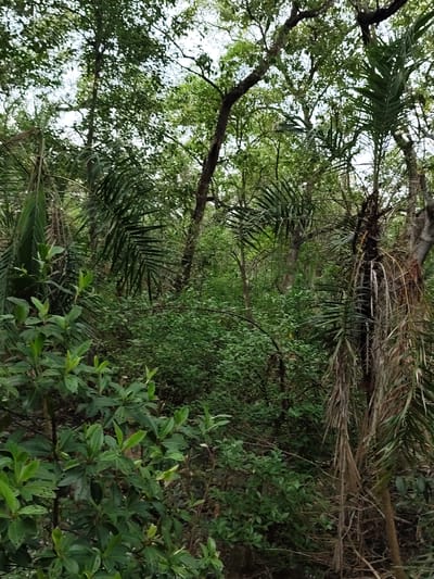This image depicts a dense, overgrown natural environment with lush green vegetation. The scene is dominated by various types of trees and undergrowth, creating a thick canopy that filters the natural light, resulting in dappled illumination. In the foreground, a collection of broad-leafed green plants with prominent veins are visible, some showing signs of insect damage. Behind these, the foliage becomes denser, with palm-like fronds and thin, dry, hanging fronds from what appears to be a palm tree or similar plant on the right. The background reveals more layers of green leaves and branches, suggesting a substantial forested area. The overall impression is one of wild, untamed nature, typical of a natural reserve or undeveloped woodland. There are no people or man-made structures visible in the image. The environment appears humid and potentially tropical or subtropical, consistent with a location in Baniashanta, Bangladesh, known for its tropical climate and rich biodiversity.
