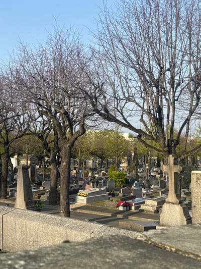 The image presents a panoramic view of a cemetery in Le Perreux-sur-Marne, France, under a clear blue sky, likely during early spring. A textured, light gray concrete wall or barrier occupies the immediate foreground. Beyond this, numerous mature deciduous trees with dark, gnarled trunks and intricate, bare branches, indicative of pollarding or heavy pruning, dominate the midground and upper portions of the scene. Beneath and between these trees, a dense array of grave markers, headstones, monuments, and small mausoleums, predominantly constructed from light gray stone, fills the landscape. A paved path or road horizontally traverses the grave plots. Several grave sites display small floral arrangements, with yellow and red flowers visible. In the background, trees exhibit nascent light green foliage, and distant light-colored building facades are partially discernible through the trees. The scene is devoid of human presence or activity, illuminated by natural daylight.