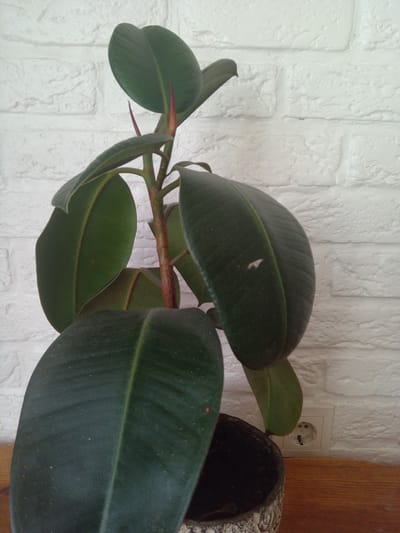 A tall rubber plant with large, dark green, waxy leaves is positioned in a pot on a wooden surface. The plant is in front of a white brick wall. To the right of the plant, a white electrical outlet is visible on the wall. The scene is indoors.