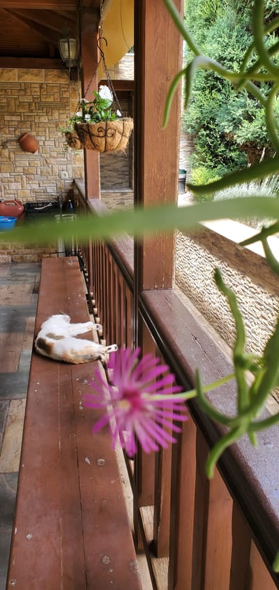 A ginger and white cat is sleeping on a wooden bench. The bench is located on a covered porch with a wooden railing. In the foreground, a pink flower is blurred out of focus. The porch overlooks a garden with green trees and a stone wall. A hanging basket with white flowers is visible on the porch. In the background, a terracotta pot is mounted on a stone wall.