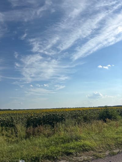 This is a vertical, eye-level, medium shot photograph of a vast sunflower field under a partly cloudy blue sky. The field of sunflowers stretches horizontally across the middle ground, with the yellow blooms forming a vibrant band against the darker green foliage. In the foreground, a rough, gravelly path runs diagonally from the bottom right corner upwards. The immediate foreground is dominated by a patch of tall, dry grass and some green vegetation. The background shows a distant treeline and rolling hills under a sky filled with wispy, white cirrus clouds. The scene appears to be located in Studenyky, Ukraine. There are no people or animals visible in the image. The lighting suggests it is daytime, likely a sunny afternoon.