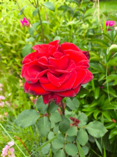 In the city of Sel’khoztekhnika, Russia, a close-up, eye-level shot captures a vibrant red rose in full bloom. The rose, the central subject, is positioned slightly off-center to the left, its velvety petals unfurling in layers. A few water droplets glisten on the petals, suggesting recent rain or dew. The flower's stem and leaves are visible below, rendered in a darker green. Surrounding the rose is a lush, blurred backdrop of green foliage and hints of other flowers, including pink blossoms in the lower left quadrant. The lighting is soft, characteristic of an overcast day or diffused sunlight, enhancing the rich color of the rose and creating a gentle bokeh effect in the background. There are no people or animals present.