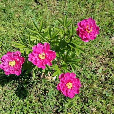In Трубачеевка, Russia, a cluster of four bright pink peonies with yellow centers blooms amidst lush green grass and foliage. The flowers are in various stages of opening, with some fully bloomed and others still partially closed. Sunlight casts shadows on the ground, highlighting the textures of the grass and the delicate petals of the peonies. The overall scene suggests a warm, sunny day in a natural outdoor setting.