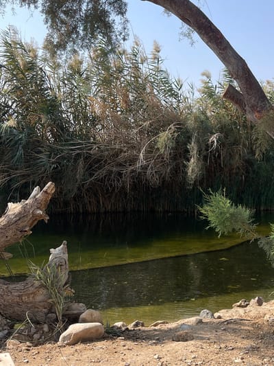The image depicts a natural water source within the Arava Tichona Regional Council, Israel, likely a pond or stream. The scene is dominated by a body of calm, greenish-brown water, reflecting the surrounding vegetation. A dark, linear submerged object or discolored area runs horizontally across the mid-section of the water. The far bank of the water is densely covered with tall, green and brown reeds and various shrubs, suggesting a lush, thick growth. A prominent, light brown, dead tree trunk with a rough texture lies on the dry, light brown soil bank in the lower-left foreground. Smaller rocks and sparse vegetation are scattered across this earthy bank. Another large, cut tree trunk or branch extends diagonally from the upper-right into the frame, partially obscured by fine green foliage. The sky, visible in the upper sections, is clear and light blue. No people, animals, or observable actions are present within the frame.