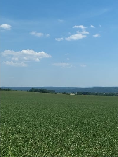 This media file captures a vast agricultural landscape under a bright, clear sky. The scene is divided horizontally, with the left side dominated by a serene blue sky dotted with scattered white clouds. These clouds vary in size and form, suggesting a fair-weather day.
The right side of the image showcases a sprawling, vibrant green field, likely a crop such as corn or soybeans, extending as far as the eye can see. The dense texture of the field indicates healthy growth and abundance. In the distance, a line of trees marks the horizon, transitioning into rolling hills that fade into a hazy blue due to atmospheric perspective. These distant hills suggest a rural or semi-rural setting.
The orientation of the image is vertical, with the sky occupying the upper portion and the field the lower. The lighting indicates it is daytime, likely late morning or early afternoon, given the brightness of the sky and the shadows that would be cast. The overall mood is peaceful and expansive, highlighting the beauty of nature and agricultural productivity.
There is no visible text in the image. The location context provided is Želčany, Czechia, which aligns with the appearance of a European rural landscape with cultivated fields and distant hills. The scene depicts a tranquil day in the countryside, with no specific activity or event taking place, other than the passive presence of nature and agriculture.