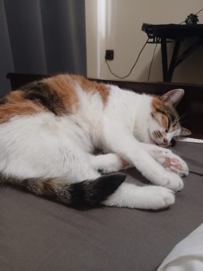 A calico cat is sleeping curled up on a gray surface, likely a bed. The cat has patches of white, orange, and black fur. Its eyes are closed, and its paws are tucked underneath its body. The background is blurred but appears to be an indoor setting with some furniture and a wall. There is no visible indication of the location being Merichleri, Bulgaria.