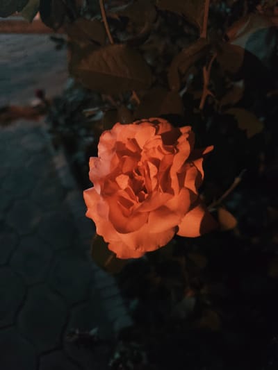 A close-up, low-light photograph features a single, vibrant orange rose in full bloom. The rose's petals are tightly packed and show subtle variations in color, with some areas appearing lighter and others a deeper hue. The bloom is positioned slightly to the right of the center of the frame.
Behind the rose, dark green leaves and thin stems create a shadowy backdrop. To the left of the rose, a textured, dark gray surface, possibly a paved area with hexagonal or interlocking stones, is visible, fading into darkness. The overall lighting is dim, suggesting it is nighttime or a very shaded area, with the rose appearing to be illuminated by an unseen light source.
The scene does not contain any people or visible signs of human activity beyond the paved ground. The setting is likely an outdoor garden or public space. The specific location in the city of Panjakent, Tajikistan, is not visually discernible from the provided image itself, though it is stated to be the context.
