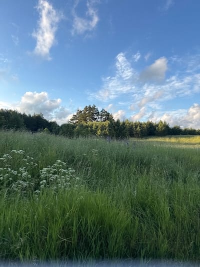 The image depicts a lush, green meadow in Lesistoe, Russia, under a bright blue sky dotted with fluffy white clouds. The foreground is dominated by tall, dense grass, interspersed with small clusters of white wildflowers. In the midground, a line of evergreen trees forms a natural border along a gentle slope. The trees are varied in height and density, with a cluster of taller pines standing out on a slight rise. The overall impression is one of natural beauty and tranquility, with no people or man-made structures visible in the scene. The lighting suggests it is either morning or late afternoon, with the sun casting a warm glow on the landscape.