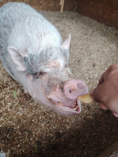 In the city of Zima Juzhnaja, Russia, a close-up, high-angle shot captures a pot-bellied pig with light gray, sparse fur eating a slice of apple offered by a human hand. The pig's snout is pink and prominent, with two dark nostrils. Its mouth is open, revealing teeth, and its eyes are dark and partially obscured. The pig is positioned on a ground covered with wood shavings and some dried plant matter. The background consists of wooden walls of an enclosure.