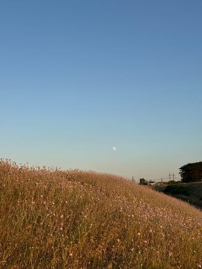 This is a landscape photograph taken in Mizhlymanske, Ukraine, featuring a gently sloping field of dry grass and small pink wildflowers under a clear blue sky. The moon is visible as a small, pale disk in the upper portion of the sky. In the middle ground, power lines and a white vehicle are situated near a treeline on the right side of the frame. The lighting suggests it is either early morning or late afternoon, casting a warm glow on the vegetation.