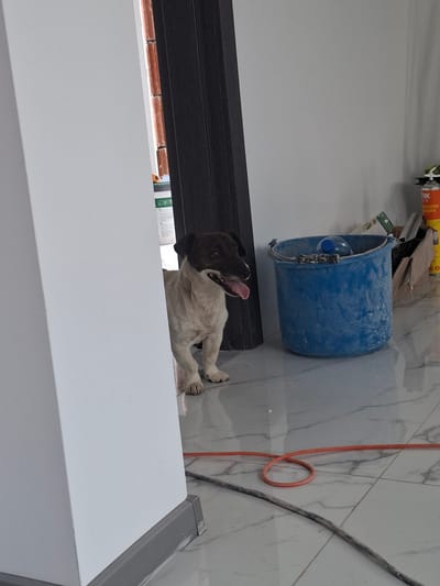 A dog is peeking around a corner of a white wall into a room. The dog is medium-sized with white fur and dark brown markings on its head and ears. Its tongue is hanging out and it appears to be looking to its right. The room is under construction, with exposed bricks visible through a doorway to the left of the dog. In the background, there is a blue bucket and construction materials. The floor is tiled with a marble-like pattern. The scene appears to be located in Dolna Malina, Bulgaria.
