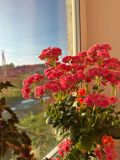 The image captures a close-up view of several vibrant pink kalanchoe flowers in bloom, situated on a windowsill. The flowers are densely packed in clusters, with their delicate petals catching the warm light of what appears to be either sunrise or sunset. Through the window behind the flowers, a hazy, sunlit outdoor scene is visible. This includes a blurred landscape with green foliage, a body of water, and structures such as utility poles and buildings in the distance. The sky above is a clear, soft blue, reflecting the outdoor light. The interior of the room is suggested by a pale, peach-colored wall and the white frame of the window. On the left side of the frame, a portion of another plant with dark, reddish-green leaves is visible, adding a contrasting texture. The overall impression is one of domestic tranquility, with the bright flowers serving as the focal point against a softly rendered outdoor backdrop. The image is a still life, depicting potted plants by a window, likely in a residential setting in Mursalimkino, Russia, given the context.
