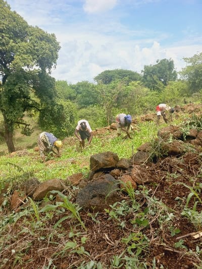 The image depicts an outdoor agricultural scene in Igambang'ombe ward, Kenya, under a partly cloudy sky. The terrain is a sloping, uneven field composed of dark brown soil interspersed with numerous dark grey and brown rocks of various sizes. Sparse green vegetation, including young maize or corn shoots and broadleaf weeds, grows from the soil.
Four individuals are positioned across the middle ground, all bent forward at the waist, engaged in manual labor directed at the ground. From left to right:
1. An individual in a light-colored top and patterned lower garment, with a head covering.
2. An individual in a light-colored top, dark lower garment, and a blue head covering.
3. An individual in a light-colored top, dark lower garment, and a yellow or light-colored garment draped over the shoulders/head.
4. An individual in a light-colored top and red shorts.
No specific tools are clearly visible in their hands. Their postures indicate actions consistent with weeding, planting, or tending to crops. The background consists of dense green foliage, including large trees and shrubs, extending to the horizon. The sky above is blue with scattered white cumulus clouds.