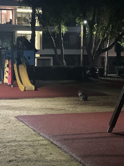 The image captures an outdoor scene at night, rotated on its side. In the center-right, a small, light-colored animal, likely a cat, stands or sits on a light brown textured ground surface next to a reddish-brown textured area. The ground appears slightly damp, suggesting recent precipitation.

To the left, a playground area is visible with yellow slides and what appear to be red swings or seating. Large, dark trees with visible branches and some foliage occupy the left and central background, with artificial lights illuminating parts of the scene and buildings behind them. The buildings in the background are multi-story structures, possibly apartment complexes or offices, with some windows lit, indicating the nighttime setting. The overall lighting is dim, relying on artificial sources from the buildings and possibly a street light among the trees.

The scene appears to be a park or a residential area with a play space in Engomi̇, Lefkoşa, Cyprus. There are no people visible, and no discernible text is present in the image.
