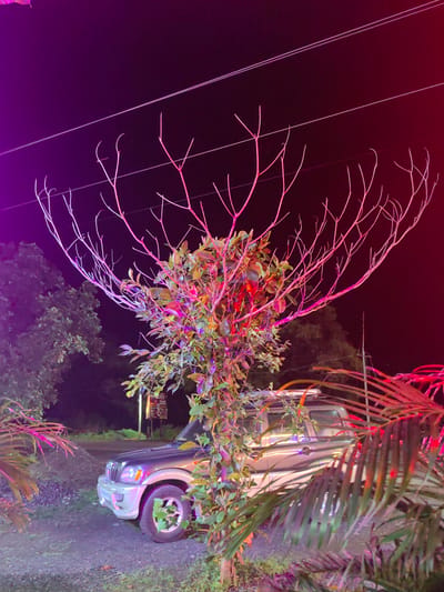 The image depicts a nighttime scene with artificial lighting casting vibrant pink and purple hues on a tree and surrounding vegetation. A silver SUV is parked on a gravel surface, partially obscured by the foliage. In the background, a dark, wooded area is visible, with a signpost in the distance. The overall impression is one of an outdoor setting illuminated by colorful lights, possibly a restaurant or event space. The scene is located in Dattapur, India.