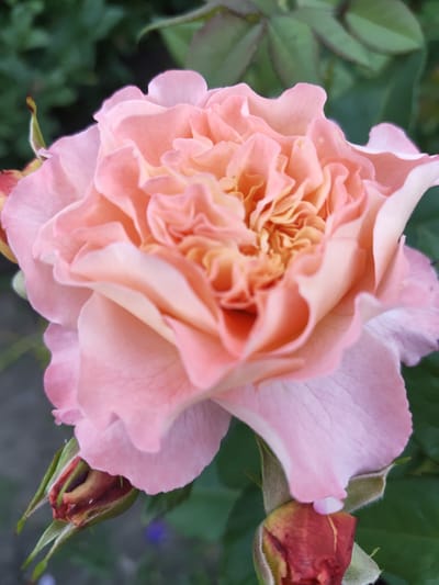 A close-up, vertical shot showcases a blooming pink rose in the foreground. The rose is full of delicate, ruffled petals that transition from a soft pink on the outer edges to a peachy-yellow hue at the center. Several rosebuds, one of which is partially open with reddish-brown petals visible, are clustered at the bottom left of the frame, peeking out from beneath the main bloom. The background is softly blurred, revealing lush green foliage and hints of dark soil, suggesting an outdoor garden setting. The lighting appears to be natural daylight, casting a soft glow on the rose and emphasizing its intricate textures. There is no visible text or any indication of human activity. The overall impression is one of natural beauty and the quiet serenity of a garden.