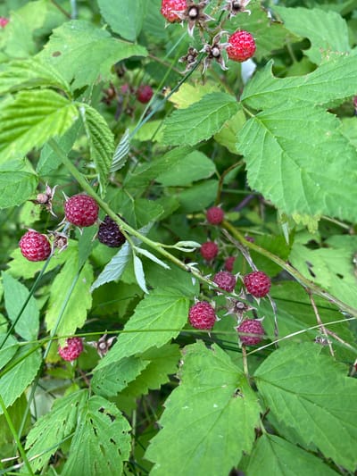 This image depicts a close-up view of a raspberry bush with several ripe raspberries and green leaves. The berries are a vibrant red, with some appearing darker, possibly indicating ripeness or a different variety. The leaves are lush and green, some showing signs of minor damage like small holes or tears. The bush is growing in an outdoor environment, suggested by the presence of green foliage and thin grass stems. The scene is located in Hinchinbrooke, Canada. No people or interactions are visible.