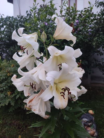 The image depicts a cluster of white lilies in bloom, set against a backdrop of lush green foliage and a building. The lilies, some with visible water droplets on their petals, are the central focus. Their delicate white petals are tinged with yellow near the center, and dark brown stamens extend outwards. In the lower right corner, a small garden gnome shaped like a hedgehog holding acorns is partially visible. The environment suggests an outdoor setting, possibly a garden, with greenery and hints of a dwelling in the background. The overall impression is one of natural beauty and a serene, possibly damp, atmosphere.
