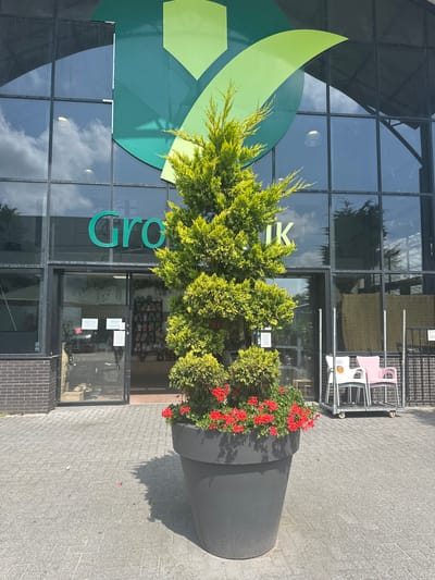 A large, potted evergreen tree with bright red flowers at its base stands in front of a modern building with large glass windows. The building has a large green logo on its facade, and the words "Groen Rijk" are visible in green lettering above the entrance. The entrance appears to be a set of glass double doors, one of which is ajar, revealing shelves of products inside. White and pink chairs are stacked on a trolley to the right of the entrance. The ground is paved with grey interlocking bricks. The sky is visible through the windows, reflecting clouds and indoor lights. The scene appears to be a garden center.