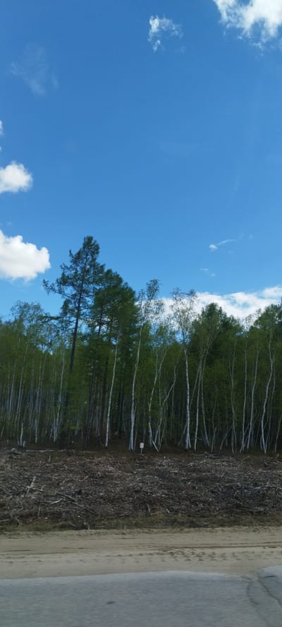 The image captures a scene near Tabaga, Russia. A forest with a mix of birch and coniferous trees lines the horizon under a blue sky with scattered cumulus clouds. The foreground shows evidence of logging or clearing, with a pile of branches and debris. Below the debris, a dirt and gravel area leads to what appears to be a paved road. No people are visible in the frame.