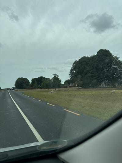 The image depicts a roadside scene in Curragh Edge, Ireland, under an overcast sky. A paved road with a white central line and yellow dashed lines marking the edge runs diagonally through the foreground. On the right side of the road, a grassy field is populated by two sheep. A large, dense tree stands in the middle ground, with a cluster of smaller trees and a building visible behind it. To the left of the road, a dark-colored car is seen traveling away from the camera. The overall environment suggests a rural or semi-rural setting.