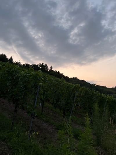 The image depicts a vineyard on a sloping hillside in Reil, Germany, under a transitioning sky at dusk or dawn. Numerous rows of grapevines, characterized by dense green foliage, extend diagonally from the lower left towards the upper right, supported by vertical metal posts with horizontal wires or crossbars. The ground between the vine rows is visible as dark earth, with some patches of green vegetation and yellowish flora, particularly in the foreground. Tall, slender green plants are present in the lower right and scattered throughout the foreground. In the background, atop the ridge line, a dense line of dark green trees forms a silhouetted horizon. The sky occupies approximately the upper two-thirds of the frame, dominated by an overcast layer of grey clouds. Towards the far right horizon, a band of muted orange and yellow light is visible, indicating the position of the sun. No individuals, animals, or man-made structures other than the vineyard trellis system are present in the scene. The overall lighting suggests low-light conditions.