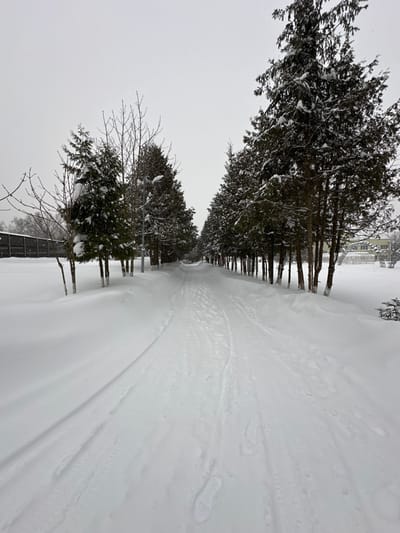 The image depicts a snow-covered pedestrian pathway or unpaved road in Sosny, Russia, under an overcast sky. The path recedes into the distance, flanked by rows of snow-laden trees. On the left, a mixture of coniferous and bare deciduous trees line the path, with a dark fence or barrier visible beyond them. Several streetlights are interspersed among these trees. On the right, a dense line of coniferous evergreen trees, also covered in snow, borders the path. Many tree trunks on both sides are painted white at their base. In the far background on the right, a light-colored, multi-story building is partially visible. The path itself is covered in fresh snow but shows numerous tracks, including distinct ski tracks running down the center, and multiple footprints, one clearly discernible in the lower right foreground. No individuals are present in the scene. Light snowfall is observable in the ambient air.