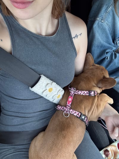 An overhead shot captures a person and a dog resting inside a car. The person, likely a woman, is seen from the chest up, wearing a gray tank top. Her light brown hair is visible on the left, and her lips are painted with light pink lipstick. A small star-shaped tattoo is visible on her upper chest/collarbone area, and a tattoo on her right shoulder reads "empty cup" vertically. Part of a denim jacket is visible on the left side, possibly worn by the same person or another occupant.

A light brown dog, appearing to be a small breed like a French Bulldog, is sprawled across the person's chest and lap, seemingly asleep or very relaxed. It wears a pink leopard print harness, which has a small pink tag partially visible, reading "BORN WILD."

A gray car seatbelt diagonally crosses the person's body, equipped with a fuzzy white seatbelt cover adorned with white and yellow daisy appliques. In the upper right corner, a hand is visible, holding a wrapped food item that resembles a pastry or croissant with a chocolate filling. The scene depicts a calm and comfortable moment, likely during travel in a vehicle.