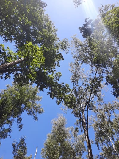 This image, taken from a low angle looking up at the sky, depicts a dense canopy of trees against a clear blue sky. The trees are predominantly deciduous with a mix of green and lighter-colored foliage, suggesting a summer season. Sunlight filters through the leaves, creating bright highlights and lens flare in the upper right portion of the image. The tree trunks are visible, with some showing textured bark. The scene suggests a natural outdoor environment, potentially a park or forest. There are no people or animals visible in the image. The location is identified as the city of Mar'ino, Russia, implying an urban or suburban setting with significant green spaces.