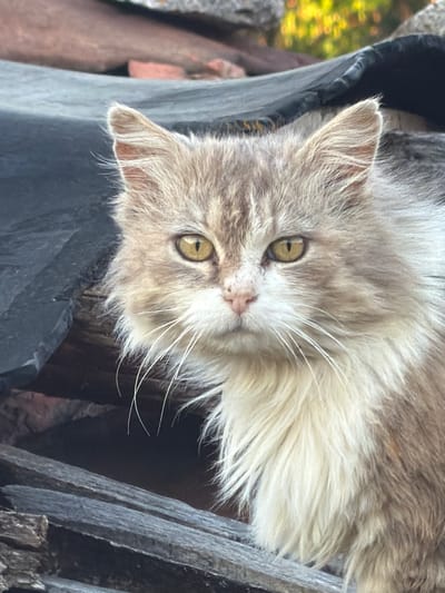 A fluffy, light brown and white cat with green eyes is positioned in a dark container with weathered wood nearby. The scene likely takes place outdoors, evidenced by the glimpses of green foliage and stone elements visible in the background. No people are visible. The location is Tsatsarovtsi, Bulgaria, based on additional context, but the image itself does not provide specific locational information.