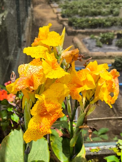 The image shows a cluster of yellow Canna lilies with reddish-orange spots, likely in a garden or nursery. The backdrop includes a blurry structure that seems to have multiple levels of plants, perhaps a greenhouse or terraced planting area. The location is presumably near Candikuning, Indonesia, based on the image request. There are also some other red flowers, likely impatiens, slightly visible. The lilies appear vibrant and in full bloom.