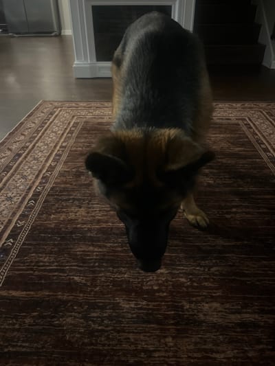 The image shows a German Shepherd dog standing on a rug. The dog is mostly dark brown and black with some tan coloring. The rug is dark brown with a patterned border. In the background, there are hardwood floors, a fireplace, and stairs. The scene appears to be in a home. There is no indication of the city or location being Jacksonville, United States of America.