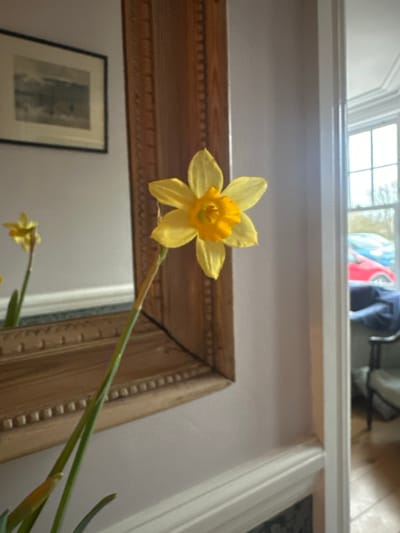 The image captures an indoor scene in Salisbury, United Kingdom, centered on a bright yellow daffodil. The daffodil, featuring six petals and a deep orange-yellow corona, is positioned in the mid-right foreground, its green stem extending downwards. To the left, a large mirror with a carved light-brown wooden frame reflects a second, smaller daffodil and a framed landscape artwork hanging on an opposing light-colored wall. The framed artwork has a dark frame and depicts a muted, possibly monochromatic, scene. To the right of the prominent daffodil, a doorway opens into an adjacent room, revealing a multi-pane window. Through this window, two vehicles are visible outdoors: a red car and a partially obscured blue car. Within the adjacent room, an upholstered armchair draped with a dark blue blanket is partially visible, alongside light-colored wooden flooring. The interior walls are uniformly light-colored, and a white dado rail or molding runs horizontally along the lower section of the wall where the mirror is situated. No individuals are present in the scene.