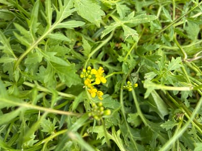 A close-up, top-down view shows a cluster of small yellow flowers with unopened buds, nestled amongst serrated green leaves. The flowers are in focus in the upper center of the image. The leaves are deeply lobed and exhibit a slightly fuzzy texture. The environment appears to be natural ground cover, possibly a park or garden in Bad Hersfeld, Germany. The lighting suggests daylight conditions, with soft shadows indicating an overcast or dappled light scenario. No people or animals are visible in the image.