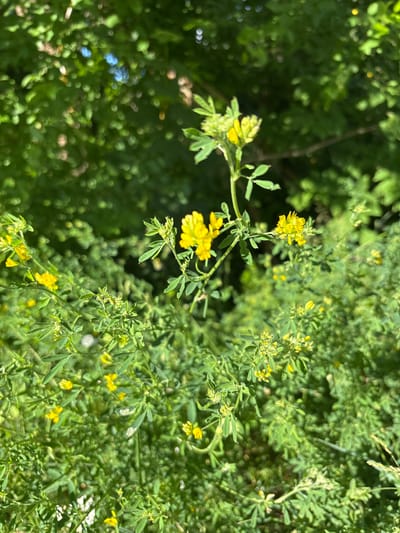 The image displays a close-up view of a plant with small yellow flowers and green leaves. The plant is situated outdoors, amidst other foliage, suggesting a natural setting. The lighting indicates it is daytime, with dappled sunlight filtering through the leaves, creating a somewhat blurred background. The focus is on the delicate yellow blossoms and the intricate structure of the plant. The overall impression is one of a tranquil, natural scene, possibly in a garden or wild area. There is no visible text in the image.