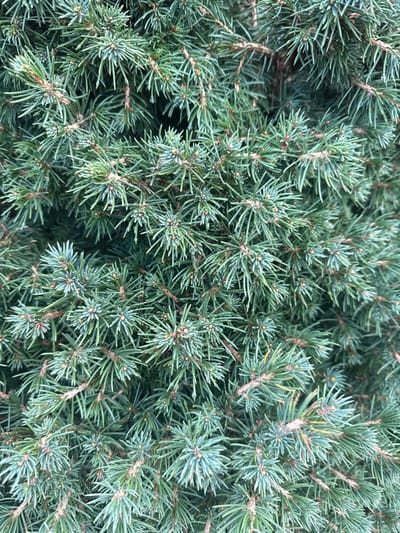 This image presents a dense, close-up view of coniferous foliage, situated in the city of Krasnooktiabrskiy, Russia. The frame is entirely filled with tightly clustered, short, sharp needles exhibiting a blue-green to grey-green coloration. Numerous slender, woody brown branches and stems are visible beneath and between the dense needle clusters, providing structure to the foliage. No people, animals, or man-made objects are discernible within the depicted environment. The scene is static, capturing the texture and color of the plant material.