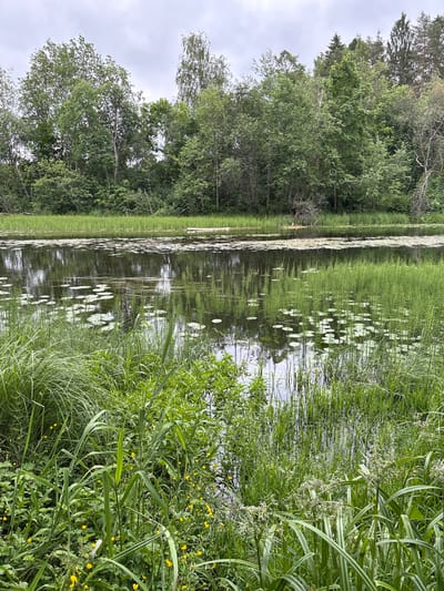 The image depicts a tranquil natural scene of a pond or slow-moving river bordered by dense green foliage and trees under an overcast sky. The water's surface is partially covered with lily pads, and reeds and tall grasses grow along the edges and in shallow areas. The background features a dense wall of trees and shrubs. In the foreground, lush green vegetation, including tall grasses and smaller plants with yellow flowers, dominates the scene. The reflection of the trees and sky is visible on the calm water. This image was taken in the village of Даймище, Russia.