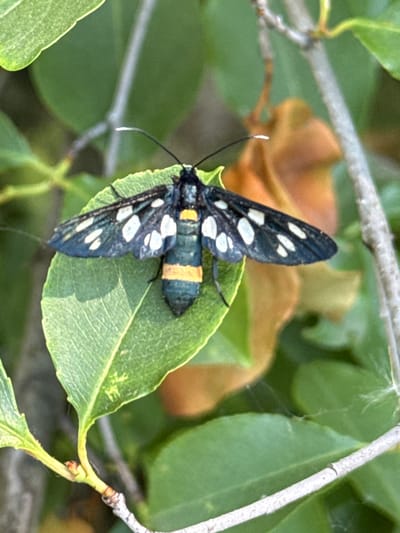 A nine-spotted moth rests on a vibrant green leaf, its wings spread wide. The moth's wings are a deep black, adorned with distinct white spots. Its body is striped with bands of black and bright yellow. The background consists of blurred green foliage and a dry, brown leaf, suggesting a natural outdoor setting, possibly in the village of Korobivka, Ukraine.