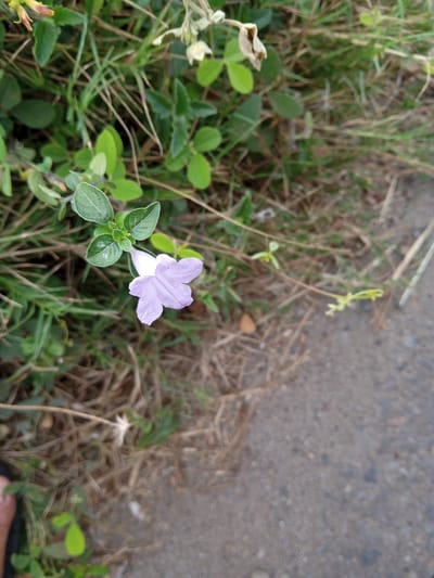 The image shows a close-up of a light purple flower with five petals, set against a backdrop of green foliage and dry grass. The flower is the primary subject, positioned slightly off-center to the left. Several green leaves are visible around the base of the flower, some glossy and others matte. The surrounding environment consists of various grasses, some dry and brown, others green and vibrant. The ground appears to be a mix of dirt and possibly a paved surface on the right side of the image, which is out of focus. There is no indication of the city of Kruengjuli Timu, Indonesia, or any human presence within the frame. The lighting suggests an outdoor setting, likely during the daytime.