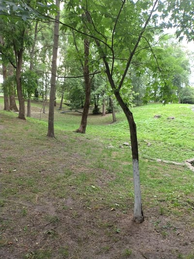 The image depicts a park or wooded area in Ivankiv, Ukraine. The scene is dominated by trees with lush green foliage, suggesting a warm season, likely spring or summer. The ground is a mix of grass and dirt, with several trees visible in the foreground and background, arranged in a somewhat linear fashion. One tree in the mid-ground has a portion of its trunk painted white, a common practice for marking trees or protecting them. The lighting suggests it is daytime, with diffused light filtering through the leaves, indicating possibly overcast or partly cloudy weather. There are no people visible in the image. The overall impression is one of a natural, perhaps somewhat untamed, outdoor environment. The image is oriented sideways.