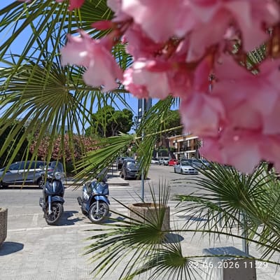 This image, captured in Trani, Italy, offers a glimpse of a sunny street scene framed by lush greenery and vibrant pink flowers. In the foreground, two scooters, one dark grey and the other light blue, are parked side-by-side on a paved area. Beyond them, cars are visible on the street, suggesting a typical urban environment. A building with balconies and windows stands in the background, hinting at residential or commercial spaces. The presence of palm fronds and blooming flowers adds a touch of natural beauty to the urban landscape. A timestamp in the bottom right corner reads "22.06.2026 11:29", indicating the date and time the photograph was taken.