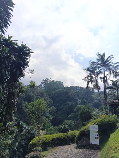 The image displays a lush, verdant landscape in Soibada, East Timor, under a partly cloudy sky. In the immediate foreground on the left, a large, dark green plant with broad leaves partially obscures the frame. A stone-paved path, constructed from dark, irregular stones, originates from the lower center and curves towards the right. Adjacent to the path on the right, a vertical white informational sign featuring dark text and four small photographic squares is positioned among manicured green shrubs. A grassy incline is visible to the right of the shrubs. In the midground, several tall palm trees with green fronds stand, with a section of a dark-roofed, open-sided structure visible behind them on the far right. The background consists of a dense, heavily forested hillside or mountain range, completely covered in thick green vegetation. No individuals are present in the scene.